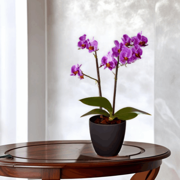 Vaso Cachepo Mesa Oxford Redondo 15Cm Flor Orquidea Kit 5 - Imagem 8